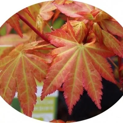 Acer Palmatum Auric 