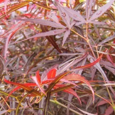 Acer Palmatum Red Pygmy