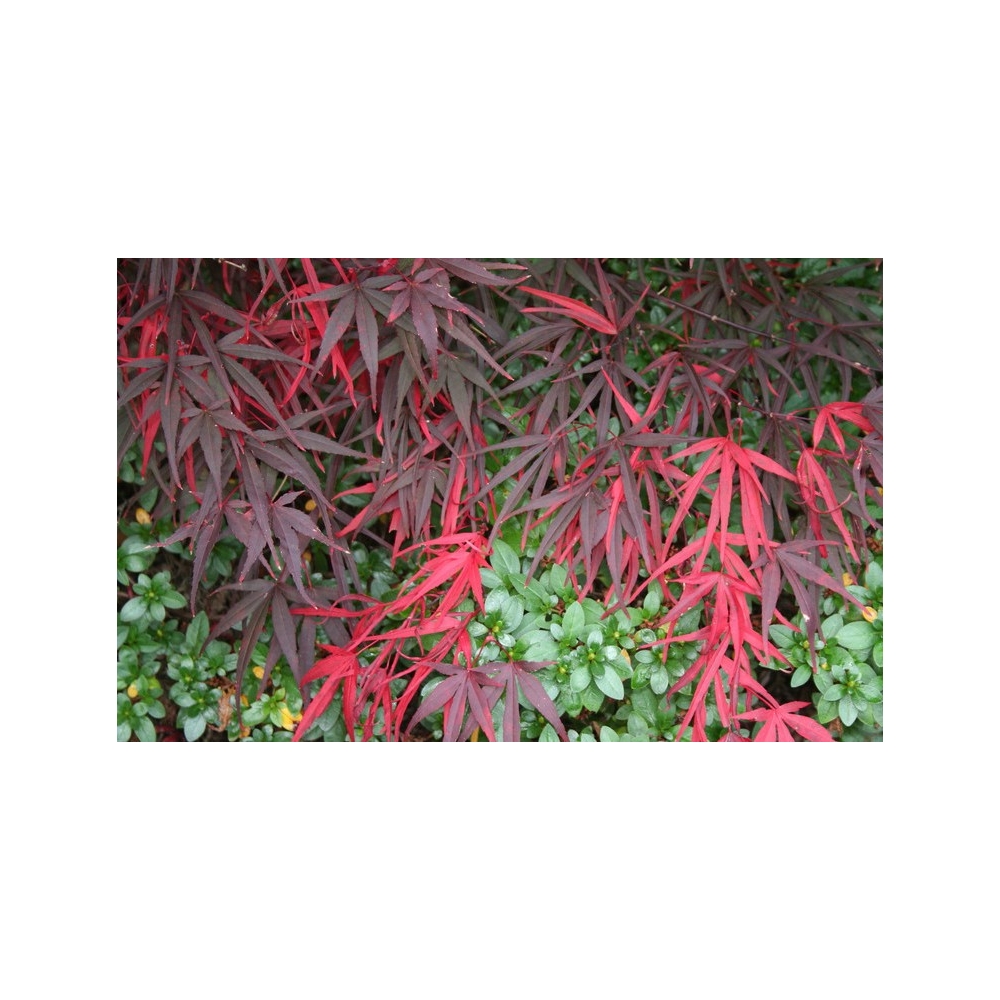 Acer Palmatum Red Pygmy