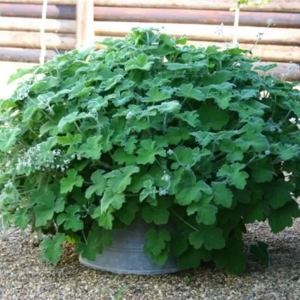 Pelargonium Tomentosum