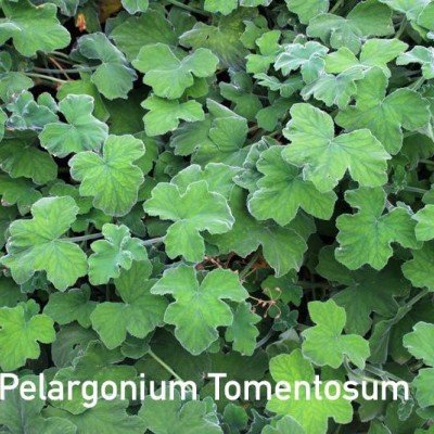 Pelargonium Tomentosum