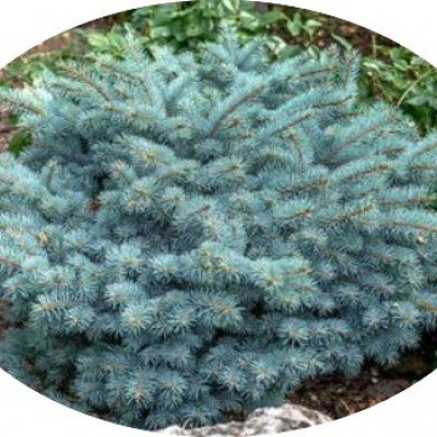 Picea Pungens glauca...