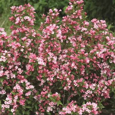 Weigelia COLOURTWIST® TWO-PINK