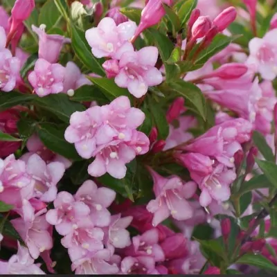 Weigelia COLOURTWIST® TWO-PINK