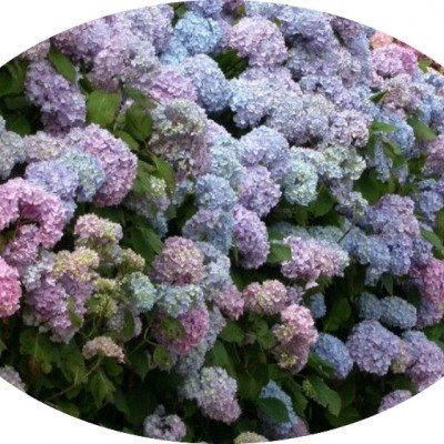 Hydrangea macrophylla...