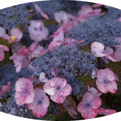 Hydrangea Macrophylla Dolce