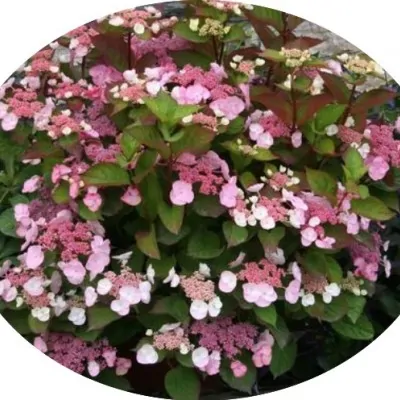 Hydrangea Macrophylla Dolce