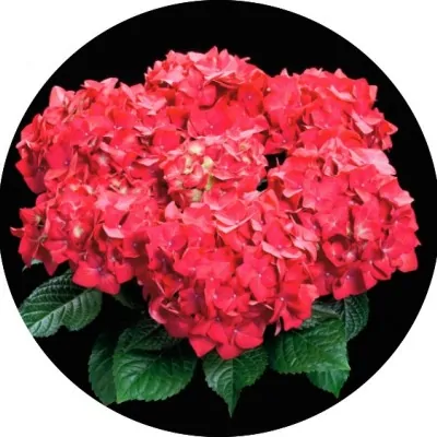 Hydrangea H. Dieneman vaso 19