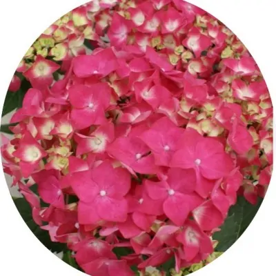 Hydrangea H. Dieneman vaso 19