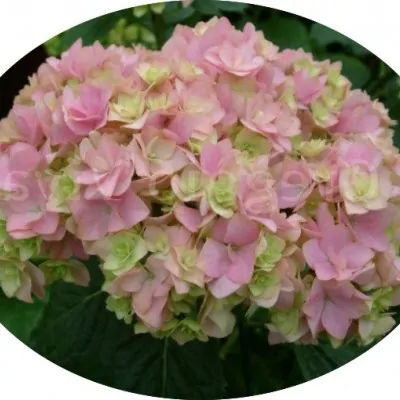 copy of Hydrangea...