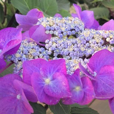 Hydrangea Macrophylla Zorro...