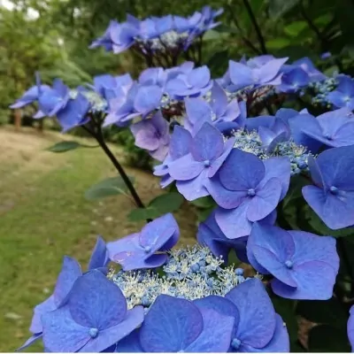 Hydrangea Macrophylla Zorro...