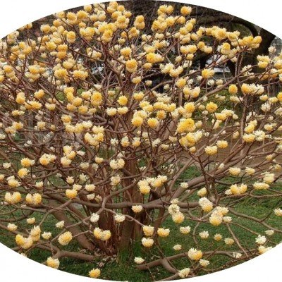 Edgeworthia Chrysantha v.9