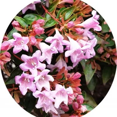 Abelia 'Pinky Bells' ® vaso 19