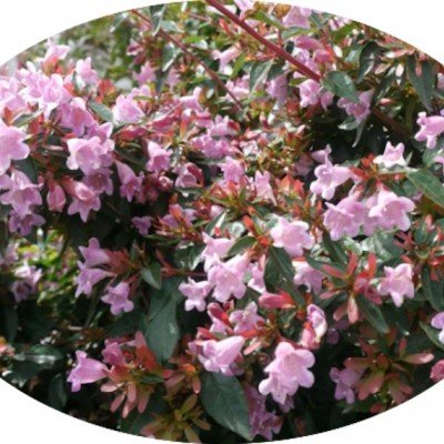 Abelia 'Pinky Bells' ® vaso 19