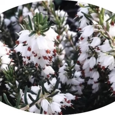 Erica darleyensis White...