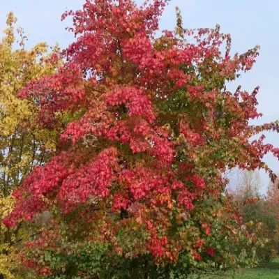 Acer Buergerianum...