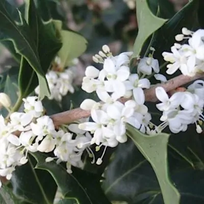 Osmanthus Heterophyllus...