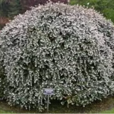 Osmanthus delavayi vaso 9