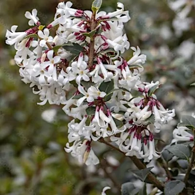 Osmanthus delavayi vaso 9