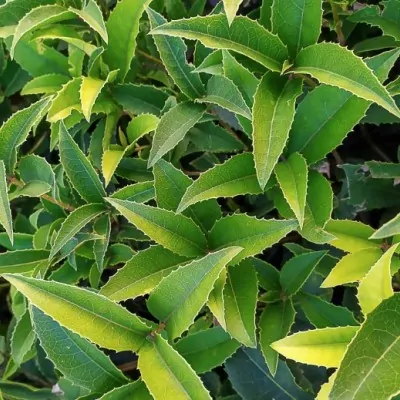 Osmanthus Armatus vaso 9