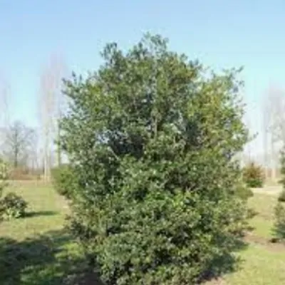 Osmanthus Armatus vaso 9