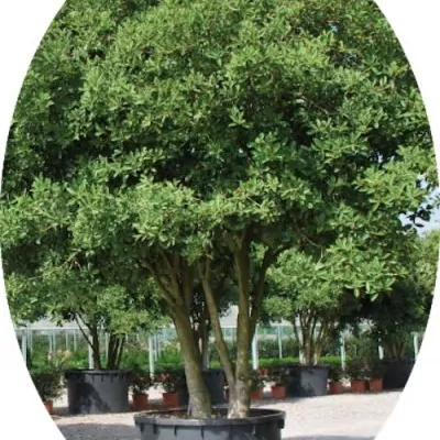 Osmanthus Armatus vaso 9