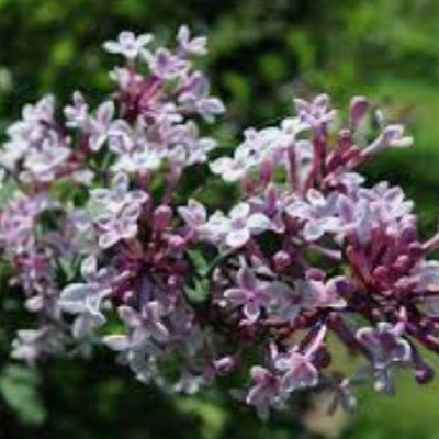 Syringa microphylla superba...