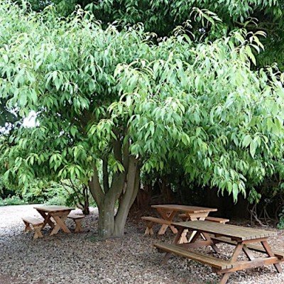 Quercus Myrsinifolia vaso 9