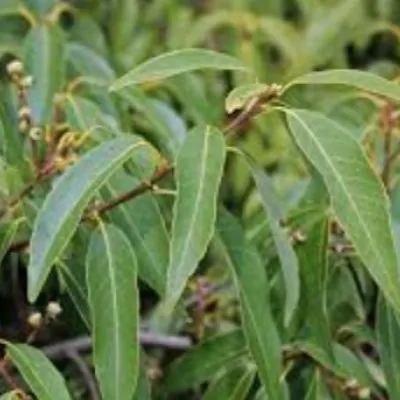 Quercus Myrsinifolia vaso 9