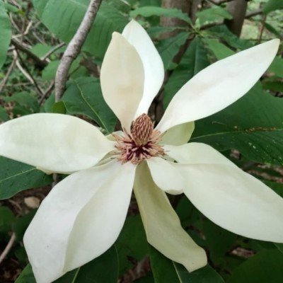 Magnolia Tripetala cm. 30/40