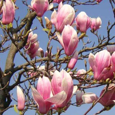 Magnolia Soulangeana vaso 9