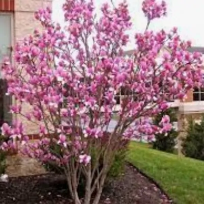 Magnolia Soulangeana vaso 9