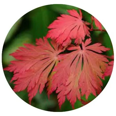 Acer Japonicum...