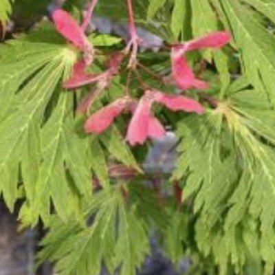 Acer Japonicum...