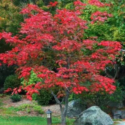 Acer Japonicum...