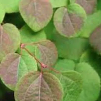 Cercidiphyllum japonicum...