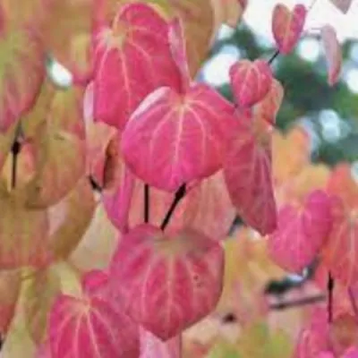 Cercidiphyllum japonicum...