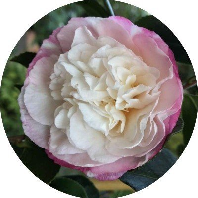 Camellia sasanqua Beatrice...