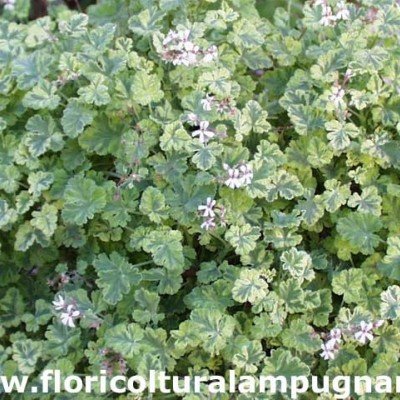 Pelargonium Fragrans...