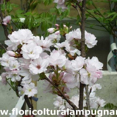 Prunus Amanogawa vaso 9