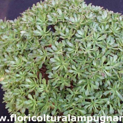 Aeonium Sedifolium vaso 5,5