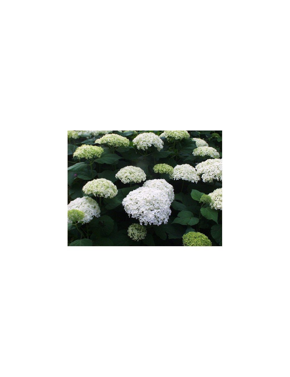 Hydrangea Arborescens Annabelle