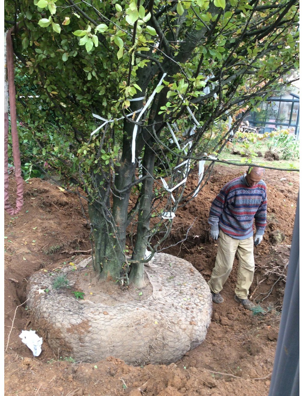 Carpino Betularis ceppaia altezza 10 metri circa quintali 35 circa