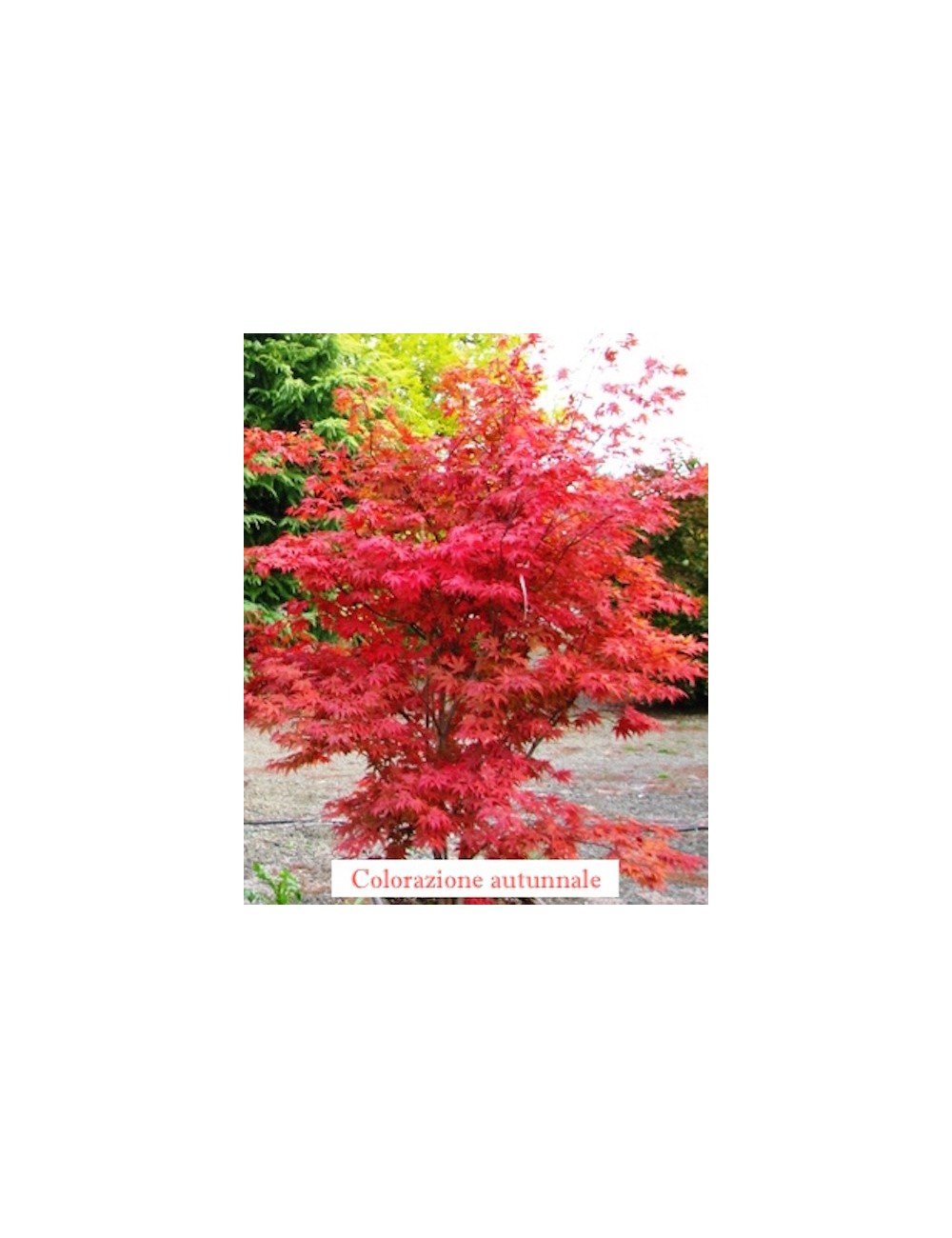  	 Acer Palmatum Fireglow