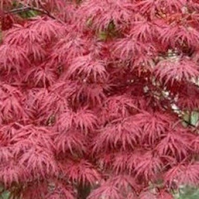 Acer Palmatum Dissectum Stella rossa