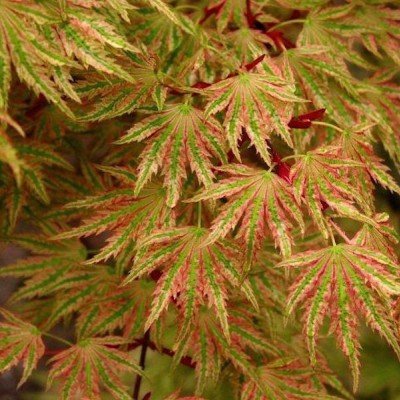 Acer Palmatum Higasayama vaso 15