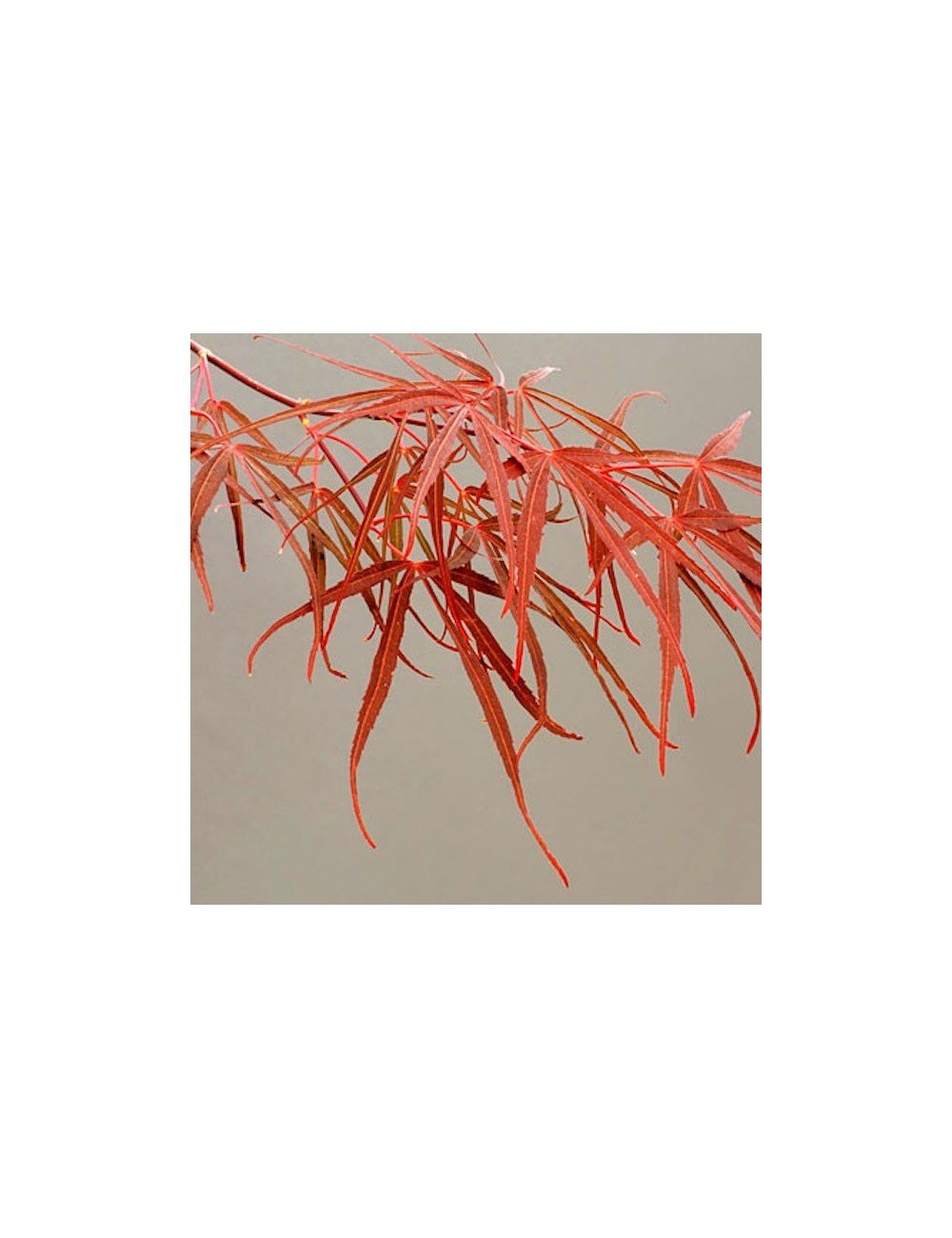 Acer Palmatum Red Pygmy vaso 24 altezza cm. 80 circa