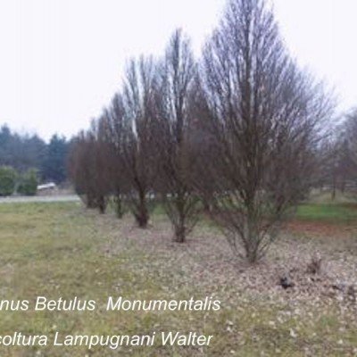 Carpinus Betulus Monumentalis