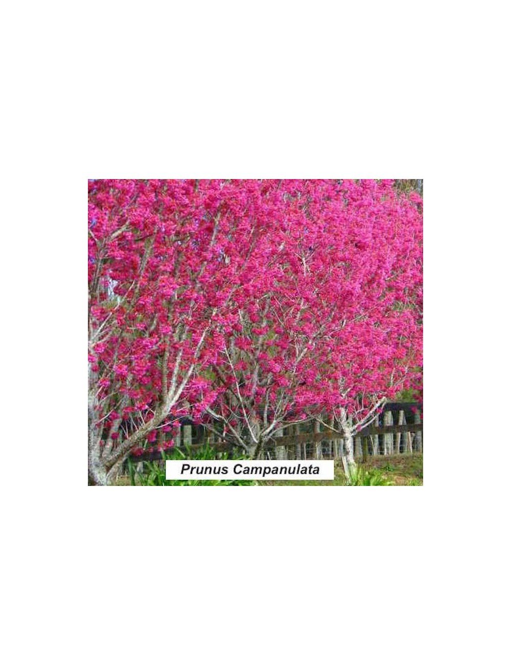 Prunus Campanulata